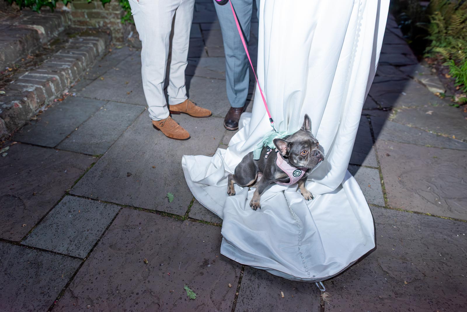 Tamsyn and Karl's dog finds a comfy spot during their Wedding Reception at The Jolly Sportsman in Chiltington near Lewes.